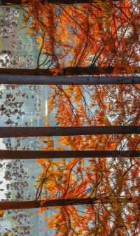 柳州紅杉林