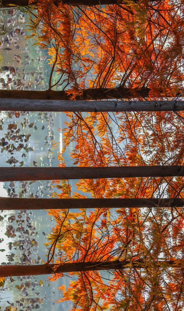 柳州紅杉林