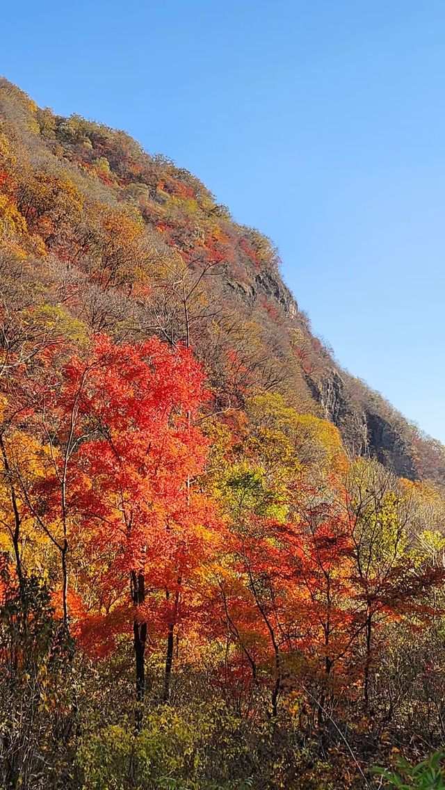 遼寧私藏的賞楓寶地！響水寺原始秋色驚豔整個十月