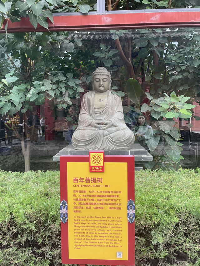 Xi'an Weekend: City Walls, Temples, and Ancient Vibes 🏯✨