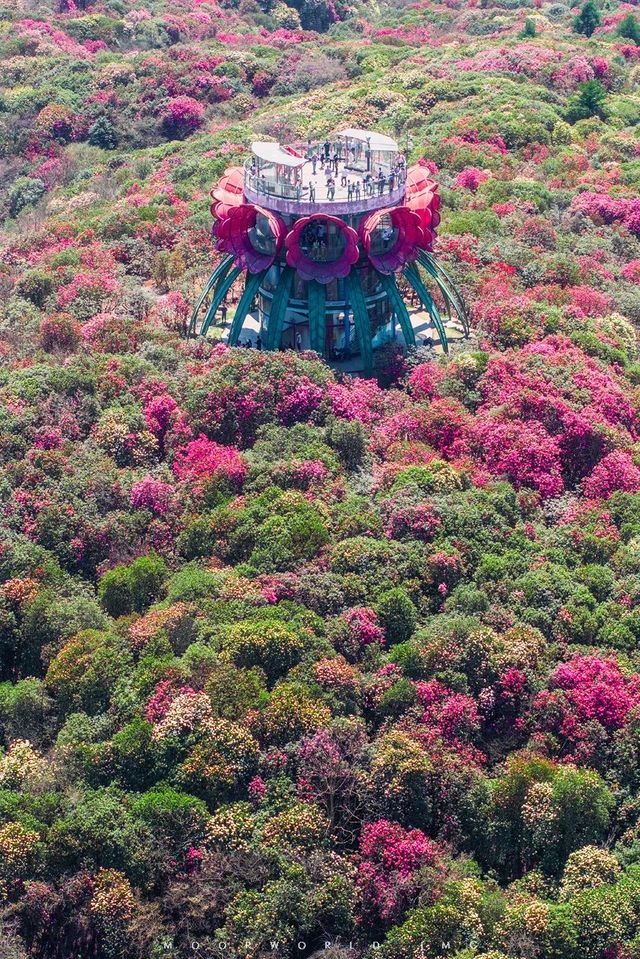 花又開好了-貴州畢節百里杜鵑花大賞