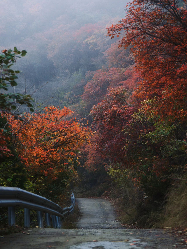 濟南劈山秋日攻略｜免費紅葉秘境，徒步即入油畫