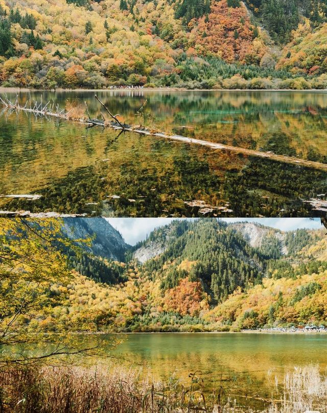 九寨溝彩林封神攻略｜10-11月顏值巔峰，錯過等一年的油畫