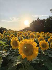 廈門翔安香山向日葵花海打卡全攻略
