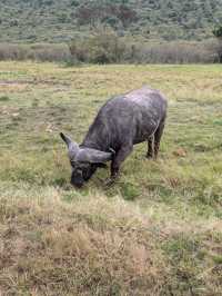 Exceptional Safari with a Skilled Guide
