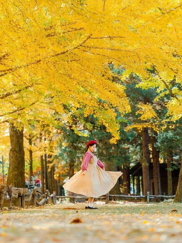 A must-see for besties! The best time to capture the beautiful misty autumn scenery on Nami Island revealed