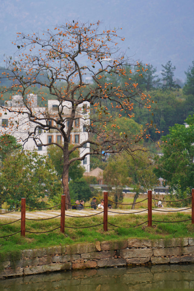 武漢2h自駕「中國甜柿第一村」的賞秋攻略