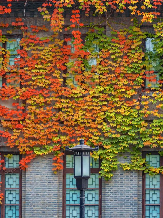 南京總統府秋日限定中國最美窗戶也太絕了吧！