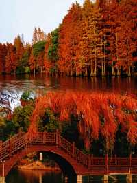 尚湖秋景圖鑑：湖岸染金，秋陽正好