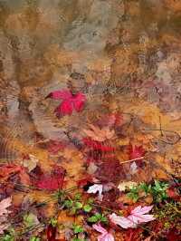 誰說看紅葉一定要去日本？河北這座小三峽美炸了！