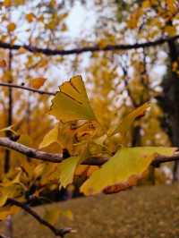 誰說看紅葉一定要去日本？河北這座小三峽美炸了！