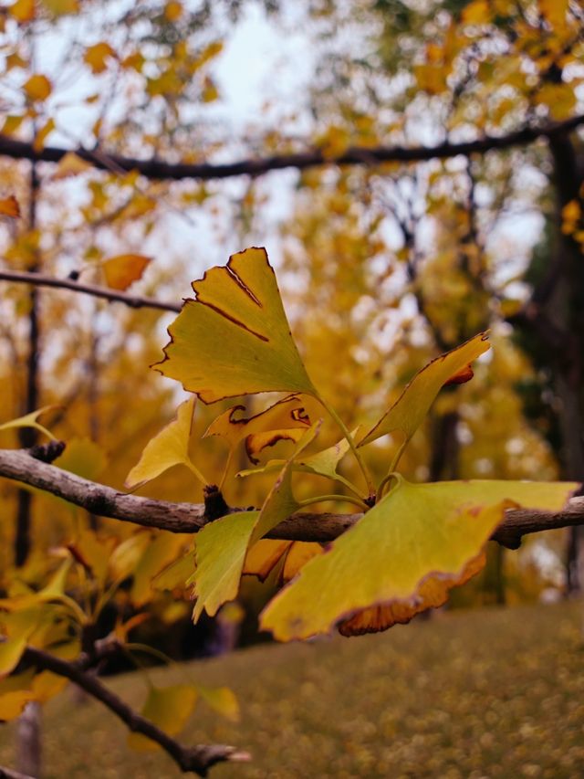 誰說看紅葉一定要去日本？河北這座小三峽美炸了！