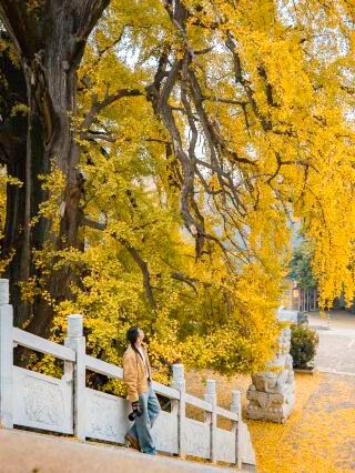Autumn hidden getaway routes around Zhengzhou! Admire thousand-year-old ginkgo trees and see red leaves covering the mountains