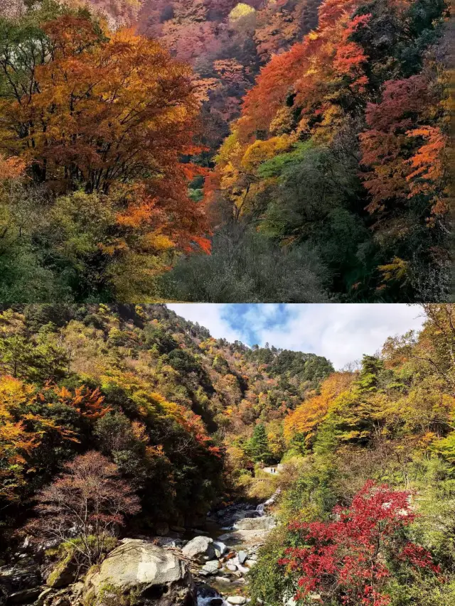 四川娃秋假天花板!唐家河3天2夜親子遊,彩林萌獸一次玩夠