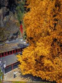 懸空寺金毯秘徑，千年銀杏正黃時！大慈巖銀杏節最全遊玩指南