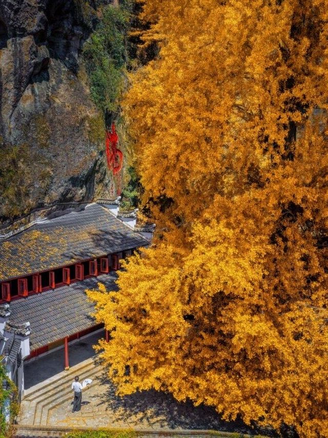 懸空寺金毯秘徑，千年銀杏正黃時！大慈巖銀杏節最全遊玩指南