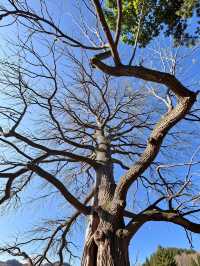 別再擠古鎮啦！600米高空發現「江南喀納斯」