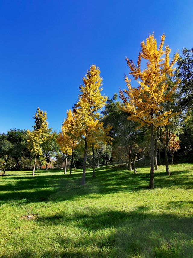 【河南省湯陰縣】城南公園。 【河南省湯陰縣】城南公園。
