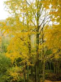 浙江賞銀杏天花板！私藏的小眾絕美路線