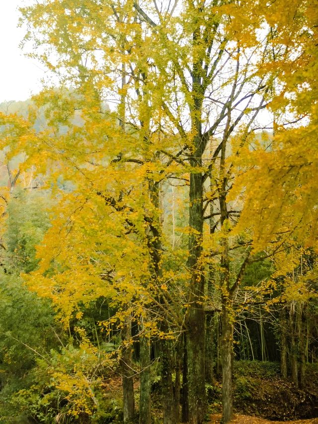 浙江賞銀杏天花板！私藏的小眾絕美路線