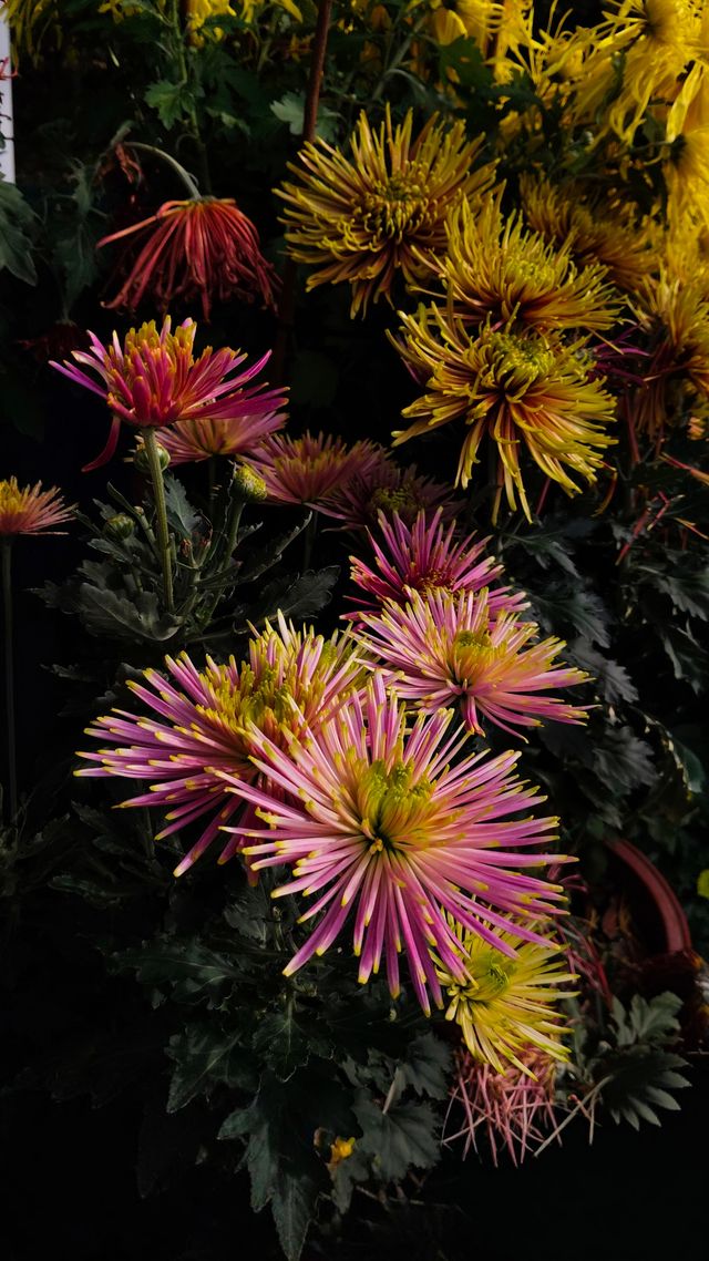 銀杏菊韻寶藏拍攝地 銀杏菊韻寶藏拍攝地