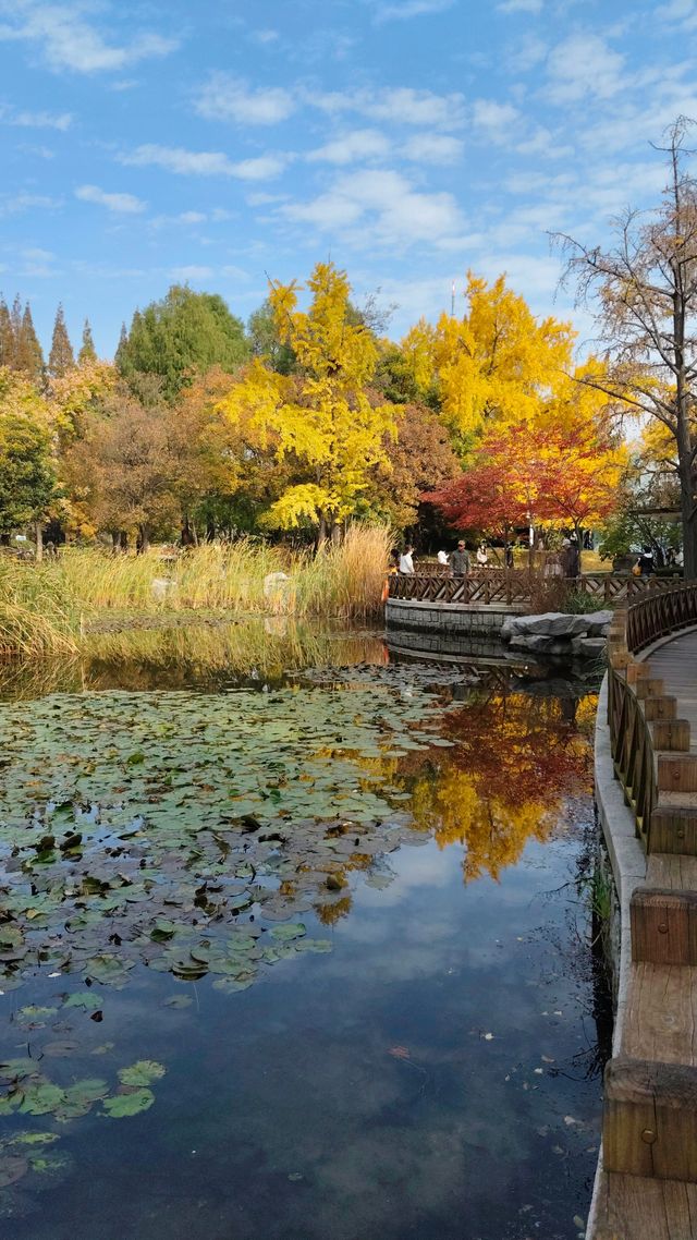 銀杏菊韻寶藏拍攝地 銀杏菊韻寶藏拍攝地