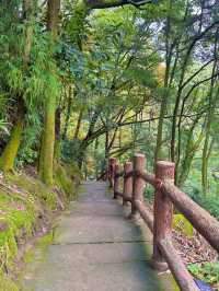 帶娃吸氧去!成都1.5h直達的森林徒步路線