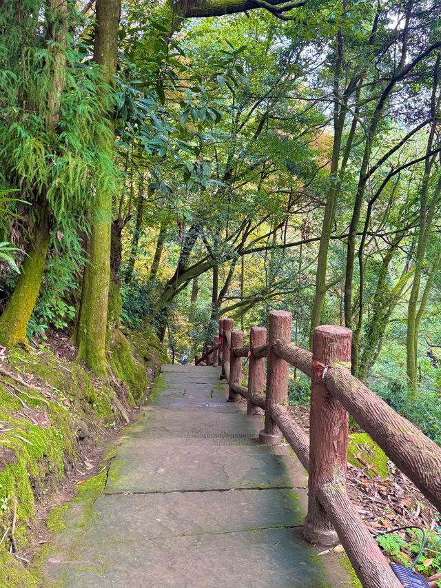 帶娃吸氧去!成都1.5h直達的森林徒步路線