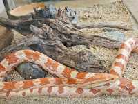 Shanghai Natural History Museum: Dinosaur Vibes & Stunning Artwork 🦖🦋