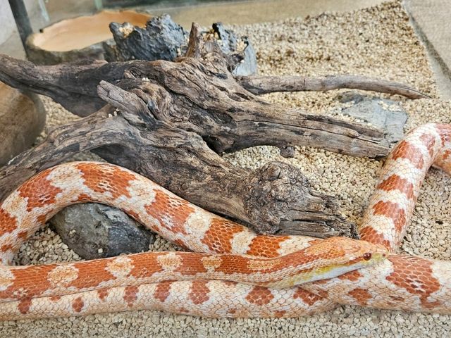 Shanghai Natural History Museum: Dinosaur Vibes & Stunning Artwork 🦖🦋 Shanghai Natural History Museum: Dinosaur Vibes & Stunning Artwork 🦖🦋