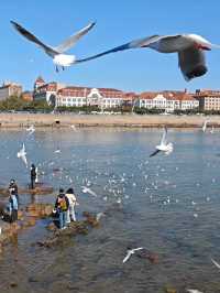 青島|人人喜愛的海鷗又回來啦餵海鷗真好玩