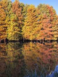 尊嘟紅了本週末就衝明孝陵燕雀湖