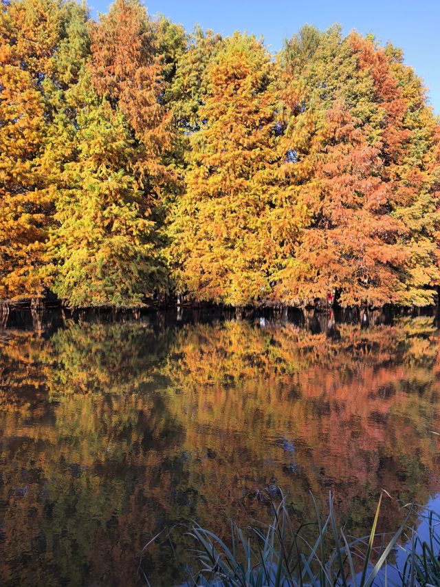 尊嘟紅了本週末就衝明孝陵燕雀湖