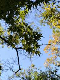 絕美莫愁湖打卡攻略