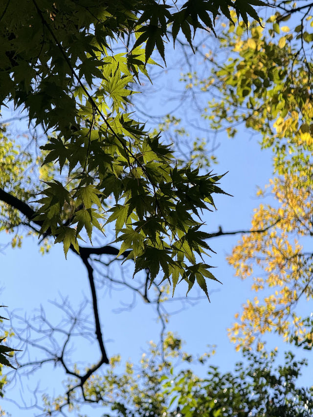 絕美莫愁湖打卡攻略