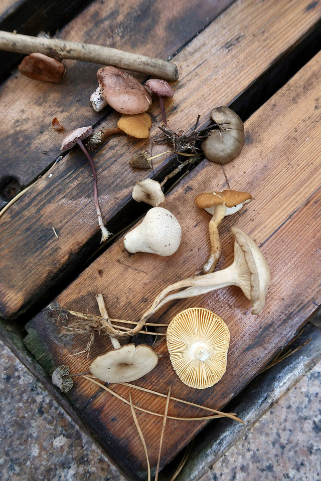 秒變採蘑菇的小伙子