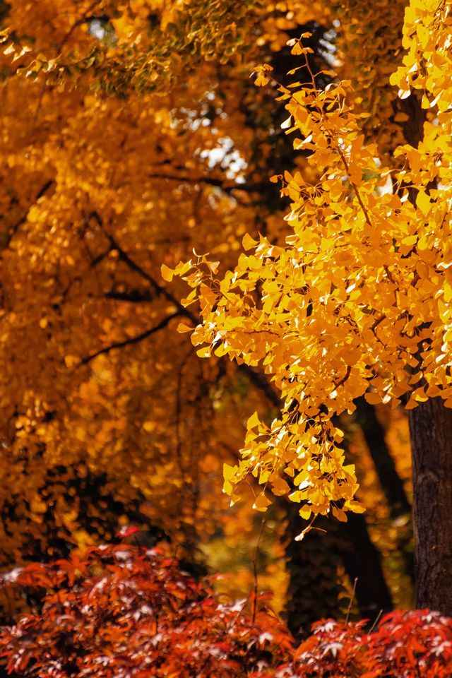 南京絕美銀杏大道曝光金色童話輕鬆get