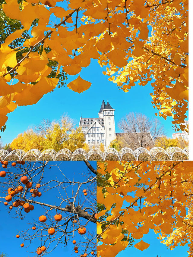 秋日煙台必住海景房