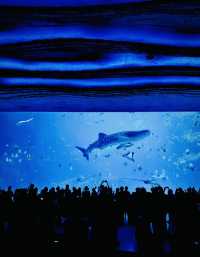 帶爸媽必收藏！寧波出發3h直達暖冬勝地