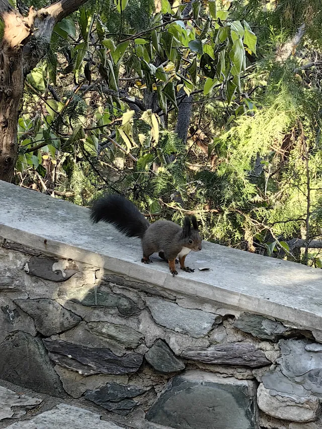 逛香山不費腿攻略。 逛香山不費腿攻略。