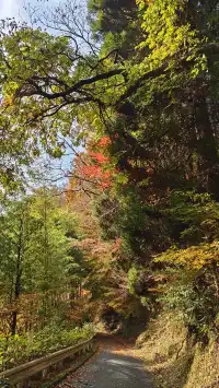 在紅葉季的黑川溫泉徒步 11.24&25 美不勝收