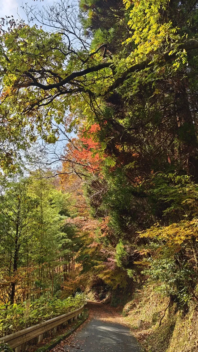 在紅葉季的黑川溫泉徒步 11.24&25 美不勝收 在紅葉季的黑川溫泉徒步 11.24&25 美不勝收