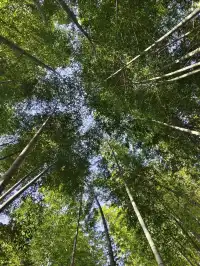 趁紅楓銀杏未落，走一趟莫干山蔣公古道吧！