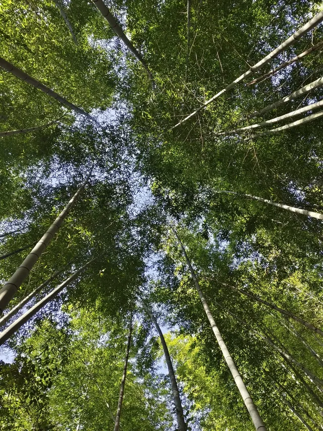 趁紅楓銀杏未落，走一趟莫干山蔣公古道吧！