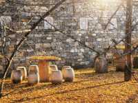 【西安】與千年銀杏來個約定