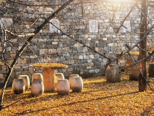 【西安】與千年銀杏來個約定