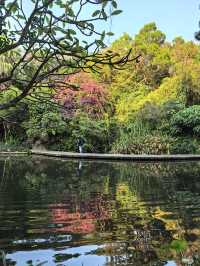 藏在深圳市中心的秘密角落,太美啦!