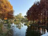 美到窒息閔行博物館旁2大賞秋聖地攻略