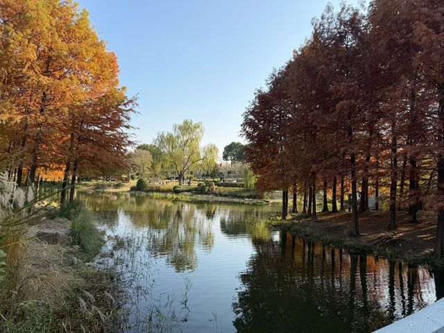 美到窒息閔行博物館旁2大賞秋聖地攻略 美到窒息閔行博物館旁2大賞秋聖地攻略