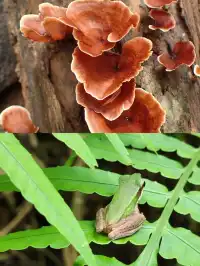 普吉島超小眾雨林划船+徒步半日遊攻略